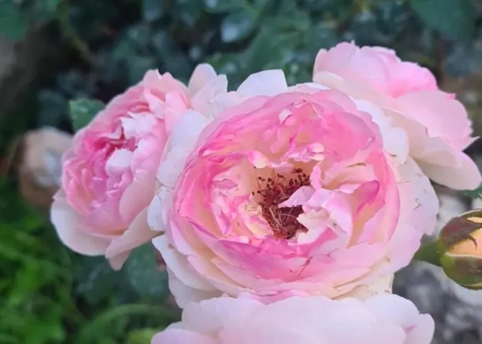 Villa Nina - Gde Dusa Dise