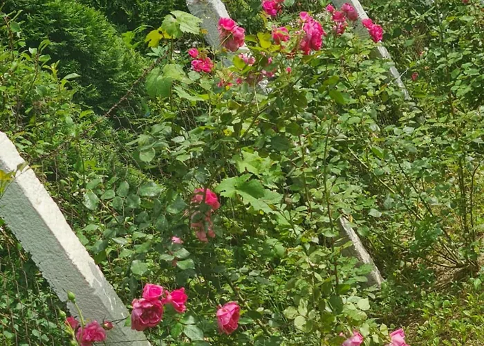 Villa Nina - Gde Dusa Dise